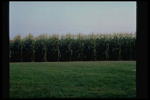 Build it and They Will Come The original field from "Field of Dreams" starring Kevin Costner, who just won Best Actor for the Hatfields & McCoys TV mini series. "Field of Dreams" is available on DVD.